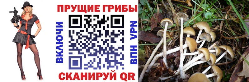 Галлюциногенные грибы Psilocybe  Старая Купавна 